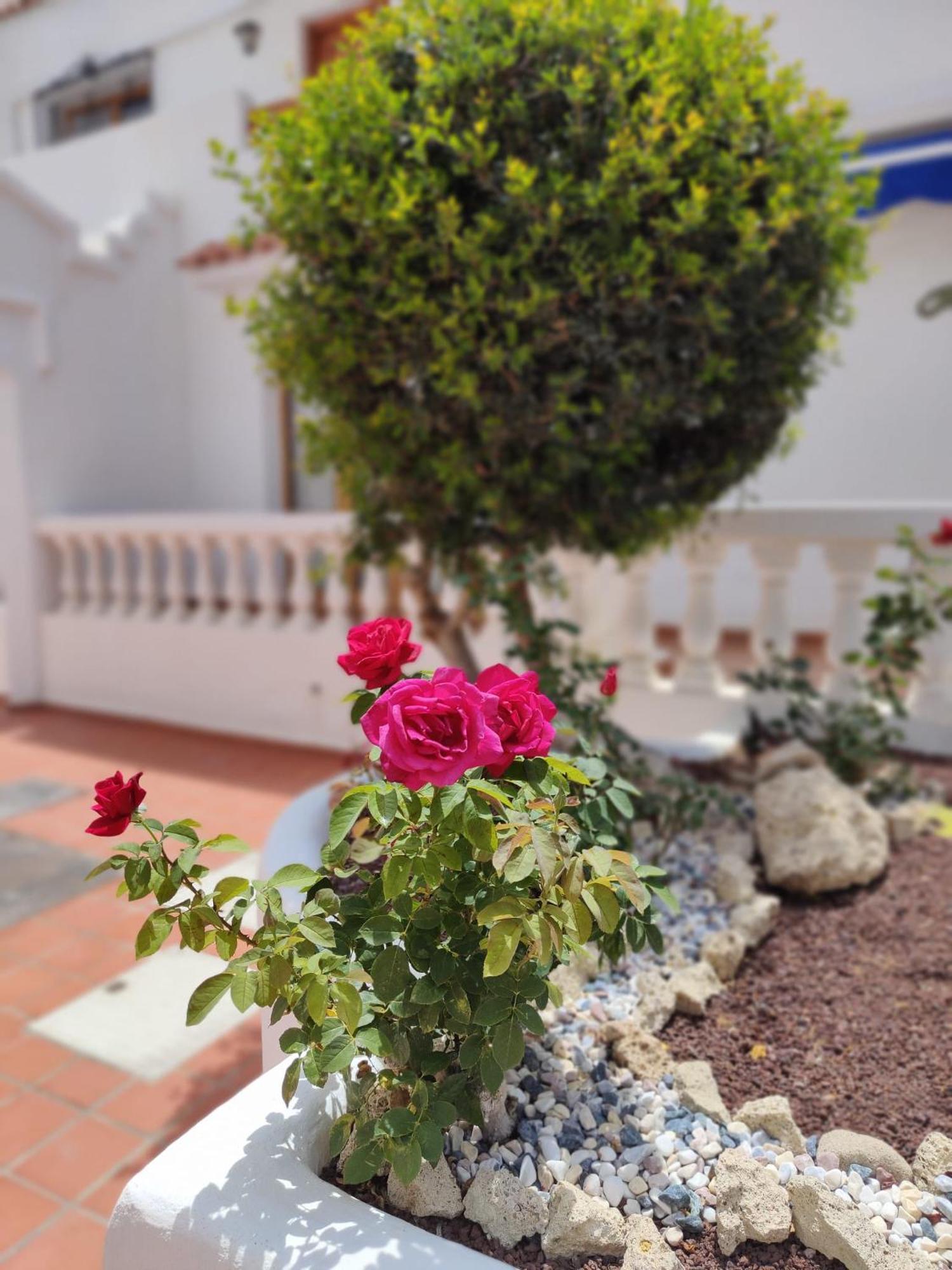 Port Royale Leilighet Los Cristianos  Eksteriør bilde